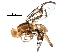  (Anastrepha serpentina - BIOUG29818-A05)  @14 [ ] CreativeCommons - Attribution (2016) CBG Photography Group Centre for Biodiversity Genomics