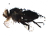  (Paradidyma Malaise2555 - BIOUG29818-G02)  @15 [ ] CreativeCommons - Attribution (2016) CBG Photography Group Centre for Biodiversity Genomics