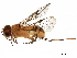  (Capitonius Malaise2609 - BIOUG29819-D05)  @14 [ ] CreativeCommons - Attribution (2017) CBG Photography Group Centre for Biodiversity Genomics