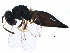  (Jaliscoa - BIOUG29803-E12)  @14 [ ] CreativeCommons - Attribution (2016) CBG Photography Group Centre for Biodiversity Genomics