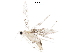  (elachMalaise01 - BIOUG29746-E02)  @12 [ ] CreativeCommons - Attribution (2016) CBG Photography Group Centre for Biodiversity Genomics