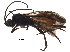  ( - BIOUG29841-B08)  @13 [ ] CreativeCommons - Attribution (2017) CBG Photography Group Centre for Biodiversity Genomics