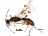  (doryMalaise27 Malaise9627 - BIOUG28743-A01)  @14 [ ] CreativeCommons - Attribution (2016) CBG Photography Group Centre for Biodiversity Genomics
