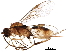  ( - BIOUG28746-C11)  @13 [ ] CreativeCommons - Attribution (2017) CBG Photography Group Centre for Biodiversity Genomics
