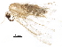  (Idaea Janzen0909 - BIOUG28857-G06)  @13 [ ] CreativeCommons - Attribution (2016) CBG Photography Group Centre for Biodiversity Genomics