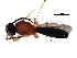  (Sceliomorpha - BIOUG28388-H03)  @13 [ ] CreativeCommons - Attribution (2016) CBG Photography Group Centre for Biodiversity Genomics