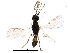  (Pnigalio Malaise5767 - BIOUG28391-B04)  @14 [ ] CreativeCommons - Attribution (2016) CBG Photography Group Centre for Biodiversity Genomics