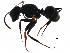  ( - BIOUG28392-B06)  @13 [ ] CreativeCommons - Attribution (2016) CBG Photography Group Centre for Biodiversity Genomics