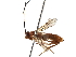  (Aleiodes doylemckeyi - BIOUG28676-D10)  @14 [ ] CreativeCommons - Attribution (2016) CBG Photography Group Centre for Biodiversity Genomics