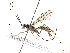  (Neoxorides malaise0853 - BIOUG28726-F11)  @13 [ ] CreativeCommons - Attribution (2016) CBG Photography Group Centre for Biodiversity Genomics