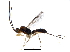  (Ondigus Malaise4848 - BIOUG28834-E12)  @13 [ ] CreativeCommons - Attribution (2016) CBG Photography Group Centre for Biodiversity Genomics