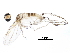  ( - BIOUG27737-F05)  @13 [ ] CreativeCommons - Attribution (2016) CBG Photography Group Centre for Biodiversity Genomics
