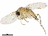  ( - BIOUG28603-F07)  @13 [ ] CreativeCommons - Attribution (2020) CBG Photography Group Centre for Biodiversity Genomics