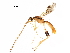  (Aleiodes adrianaradulovae - BIOUG28804-F01)  @14 [ ] CreativeCommons - Attribution (2017) CBG Photography Group Centre for Biodiversity Genomics