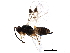 (Miracinae - BIOUG29020-F06)  @15 [ ] CreativeCommons - Attribution (2016) CBG Photography Group Centre for Biodiversity Genomics