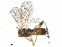  ( - BIOUG30966-F05)  @13 [ ] CreativeCommons - Attribution (2019) CBG Photography Group Centre for Biodiversity Genomics