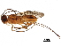  (Capitonius Malaise2909 - BIOUG28868-E01)  @13 [ ] CreativeCommons - Attribution (2017) CBG Photography Group Centre for Biodiversity Genomics