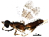  ( - BIOUG29118-E01)  @13 [ ] CreativeCommons - Attribution (2017) CBG Photography Group Centre for Biodiversity Genomics