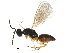  (Pnigalio Malaise7723 - BIOUG29241-G09)  @14 [ ] CreativeCommons - Attribution (2016) CBG Photography Group Centre for Biodiversity Genomics