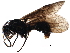  ( - BIOUG29248-D11)  @13 [ ] CreativeCommons - Attribution (2016) CBG Photography Group Centre for Biodiversity Genomics