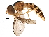  (Nuntianus - BIOUG29249-D06)  @15 [ ] CreativeCommons - Attribution (2016) CBG Photography Group Centre for Biodiversity Genomics