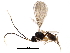  (Dinotrema Malaise1159 - BIOUG29332-H02)  @14 [ ] CreativeCommons - Attribution (2016) CBG Photography Group Centre for Biodiversity Genomics