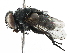  (Pseudochaeta Wood03DHJ02 - BIOUG29003-A03)  @14 [ ] CreativeCommons - Attribution (2016) CBG Photography Group Centre for Biodiversity Genomics