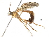  (Ophion Malaise3754 - BIOUG29003-E07)  @14 [ ] CreativeCommons - Attribution (2016) CBG Photography Group Centre for Biodiversity Genomics