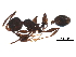  (Pheidole MAS026 - BIOUG29300-B02)  @13 [ ] CreativeCommons - Attribution (2016) CBG Photography Group Centre for Biodiversity Genomics