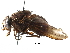  (Mesembrinella sp. 23 - BIOUG29297-E11)  @14 [ ] CreativeCommons - Attribution (2016) CBG Photography Group Centre for Biodiversity Genomics