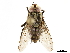  ( - BIOUG29392-A01)  @12 [ ] CreativeCommons - Attribution (2019) CBG Photography Group Centre for Biodiversity Genomics