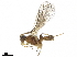  ( - BIOUG29393-G11)  @13 [ ] CreativeCommons - Attribution (2019) CBG Photography Group Centre for Biodiversity Genomics