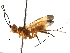  (Capitonius Malaise6218 - BIOUG29392-G07)  @14 [ ] CreativeCommons - Attribution (2016) CBG Photography Group Centre for Biodiversity Genomics