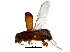  ( - BIOUG29513-F08)  @13 [ ] CreativeCommons - Attribution (2016) CBG Photography Group Centre for Biodiversity Genomics