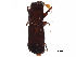  ( - BIOUG29598-C04)  @14 [ ] CreativeCommons - Attribution (2017) CBG Photography Group Centre for Biodiversity Genomics