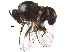  ( - BIOUG30488-D03)  @12 [ ] CreativeCommons - Attribution (2017) CBG Photography Group Centre for Biodiversity Genomics