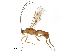  (Aleiodes alvaroumanai - BIOUG29092-H10)  @14 [ ] CreativeCommons - Attribution (2016) CBG Photography Group Centre for Biodiversity Genomics