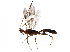  (Ondigus Malaise3025 - BIOUG29212-H07)  @13 [ ] CreativeCommons - Attribution (2016) CBG Photography Group Centre for Biodiversity Genomics