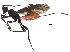  ( - BIOUG29208-E03)  @13 [ ] CreativeCommons - Attribution (2017) CBG Photography Group Centre for Biodiversity Genomics