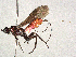  ( - BIOUG29324-G12)  @11 [ ] CreativeCommons - Attribution Share-Alike (2024) CBG Photography Group Centre for Biodiversity Genomics