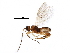  (Choreborogas Malaise3223 - BIOUG29401-C06)  @14 [ ] CreativeCommons - Attribution (2016) CBG Photography Group Centre for Biodiversity Genomics