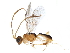  ( - BIOUG29437-F01)  @13 [ ] CreativeCommons - Attribution (2019) CBG Photography Group Centre for Biodiversity Genomics