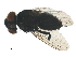  ( - BIOUG29439-G09)  @12 [ ] CreativeCommons - Attribution (2019) CBG Photography Group Centre for Biodiversity Genomics