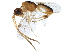  ( - BIOUG29584-C07)  @13 [ ] CreativeCommons - Attribution (2019) CBG Photography Group Centre for Biodiversity Genomics