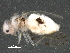  (Pseudocaeciliinae - BIOUG30970-E09)  @13 [ ] CreativeCommons - Attribution (2016) CBG Photography Group Centre for Biodiversity Genomics