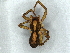  ( - BIOUG60802-C12)  @11 [ ] CreativeCommons - Attribution (2021) CBG Photography Group Centre for Biodiversity Genomics