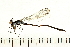  ( - 07-OlaDF0006)  @11 [ ] CreativeCommons - Attribution (2008) Unspecified Centre for Biodiversity Genomics