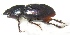  ( - JMCA-1026)  @13 [ ] CreativeCommons - Attribution (2016) Jim Moore Centre for Biodiversity Genomics