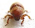  ( - JMCA-1027)  @11 [ ] CreativeCommons - Attribution (2016) Jim Moore Centre for Biodiversity Genomics