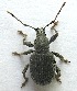  (Otiorhynchus meridionalis - JMCA-1058)  @11 [ ] CreativeCommons - Attribution (2016) Jim Moore Centre for Biodiversity Genomics